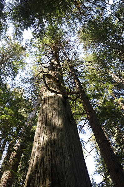 Giant Cedars Boardwalk